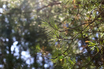 Close Up Of A Scots Pine (Pinus Sylvestris) Branch With Long Green Needles Illuminated By Sunlight Against A Soft Bokeh Background In A Forest.