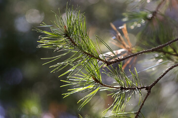 Close Up Of A Scots Pine (Pinus Sylvestris) Branch With Long Green Needles Illuminated By Sunlight Against A Soft Bokeh Background In A Forest.