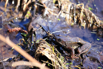 Close Up Of A European Common Brown Frog (Rana Temporaria) Sitting On Damp Earth And Dead Leaves Near Water Edge In Sunlight. Wildlife Macro Shot.