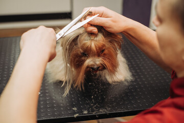 Yorkshire Terrier Haircut by a Professional Hairdresser. Hairdresser Trims Yorkshire Terrier's Hair...