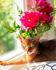 Abyssinian cat under peony flower 