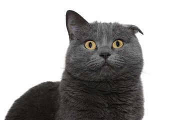 A close-up portrait of a beautiful British Shorthair cat with shiny fur and piercing yellow eyes on a transparent background. Stunning, detailed image perfect for any creative project.