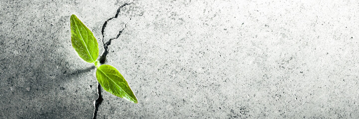 Top Down view Of Small Green Plant Growing Out Of Crack In Concrete - Perseverance Concept