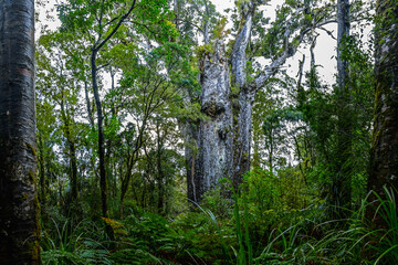 Te Matua Ngahere, the second largest Kauri tree in New Zealand
