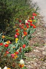 orange flowers in the garden