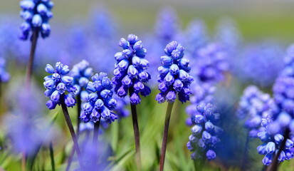 Muscari. 1346