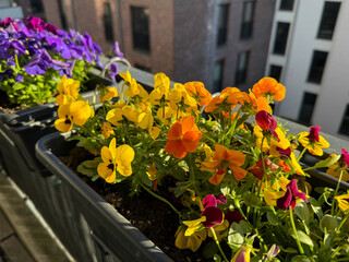 Colourful mixed Viola Cornuta pansy flowers in decorative flower pot in balcony terrace garden	