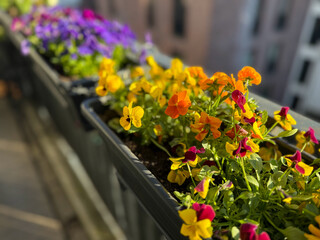 Colourful mixed Viola Cornuta pansy flowers in decorative flower pot in balcony terrace garden	