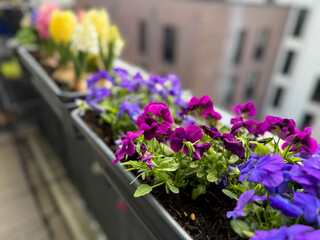 Colourful mixed Viola Cornuta pansy flowers in decorative flower pot in balcony terrace garden	