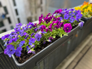 Beautiful blooming violet Viola Cornuta pansy spring flowers close up, floral wallpaper background with blooming pansie flowers in balcony terrace garden	