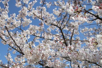 満開の桜の花