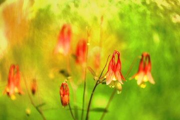 Little lantern flower
