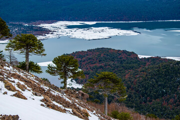 Araucarias en Parque Conguillio, Chile
