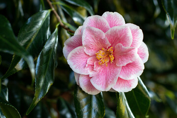 Camellia flower with pink veins on the white petals and yellow stamens close-up.
