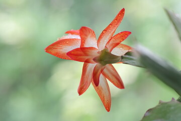 Schlumbergera truncata