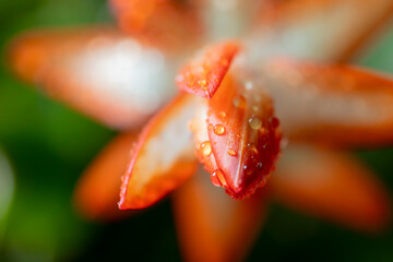 Schlumbergera truncata closeup 