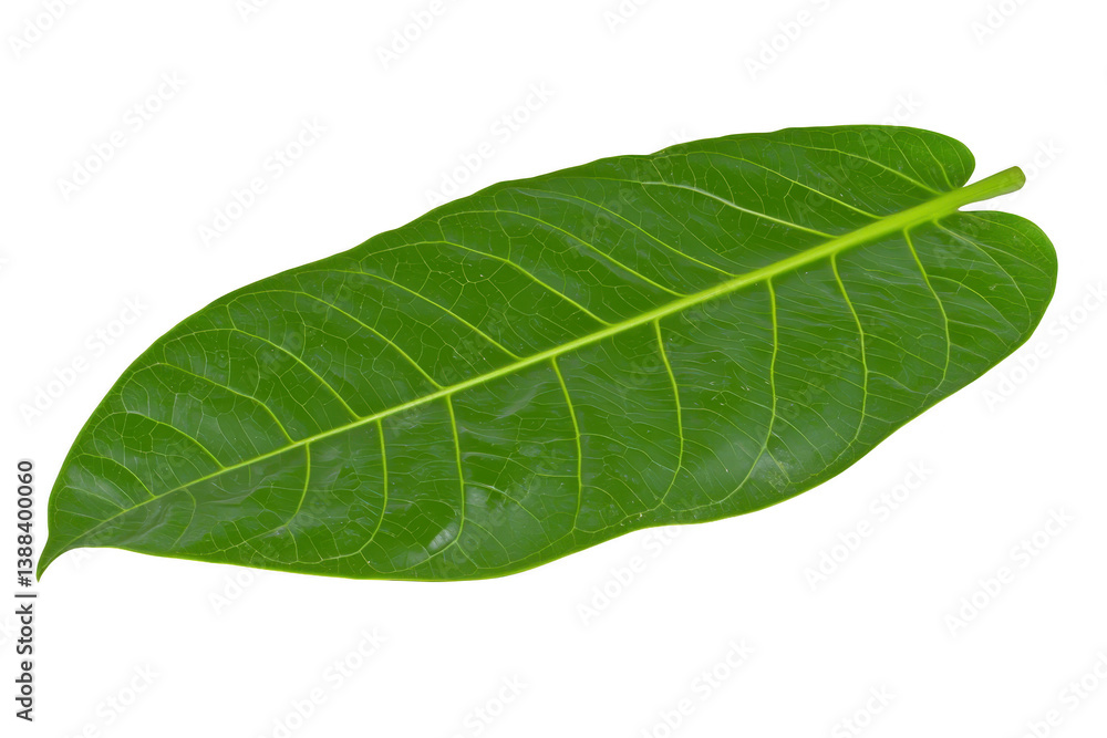 Poster a single green leaf with visible veins and smooth texture, isolated on transparency background, show