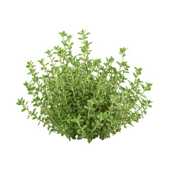 3D Thyme Herb Plant with Tiny Green Leaves Isolated on Transparent Background