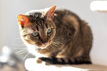 Bengal Cat