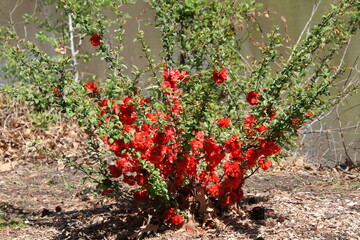 red heart in the garden