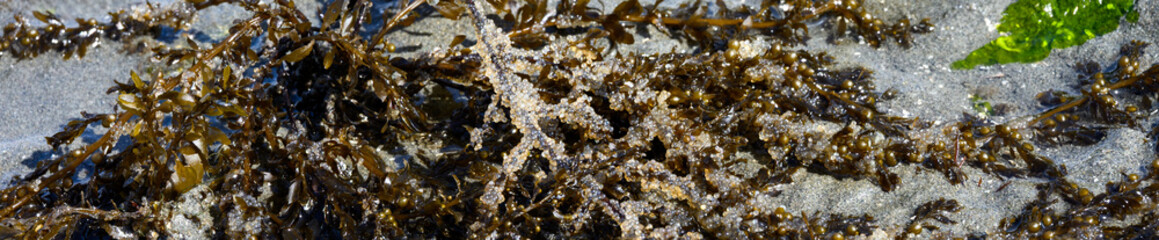 Pacific Herring Eggs from massive spawn on brown kelp, green and red seaweed and kelp, marine habitat at low tide at Golden Gardens park, Seattle, Washington
