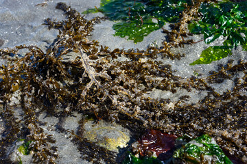 Pacific Herring Eggs from massive spawn on brown kelp, green and red seaweed and kelp, marine habitat at low tide at Golden Gardens park, Seattle, Washington

