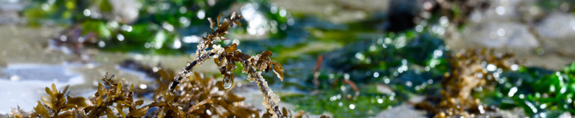 Pacific Herring Eggs from massive spawn on brown kelp, green and red seaweed and kelp, marine...