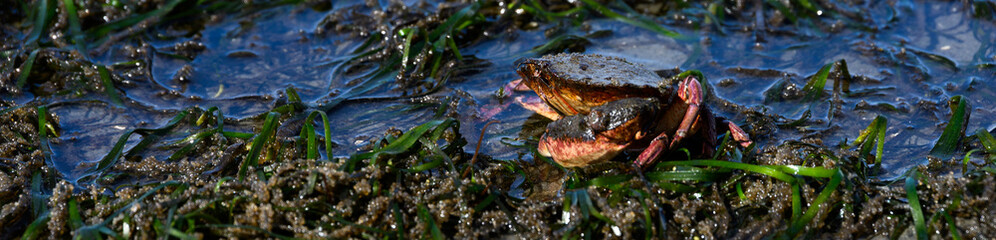Red crab in seaweed and kelp, marine life at low tide at Golden Gardens park, Seattle, Washington, as a nature background
