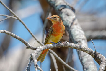 Summer Tanager