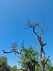 Dry branches of a tree growing in Kenya against blue sky