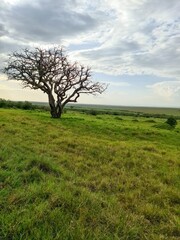 Obraz premium Leafless tree standing in the african savanna in Kenya