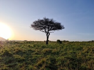 Fototapeta premium Lonely acacia tree standing in the african savanna at sunrise in Kenya