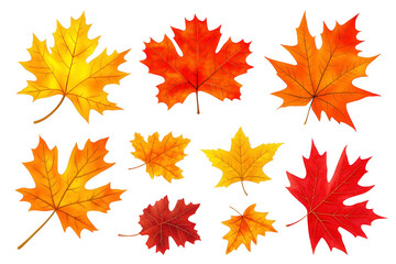 Fototapeta premium A Colorful autumn leaves various shades of red, orange, and yellow are scattered, showcasing beauty of fall foliage. Each leaf displays unique shapes and vibrant hues, capturing essence of season