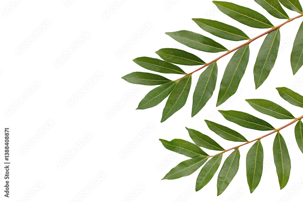Poster a green leaves with glossy texture are arranged symmetrical pattern against transparency background,