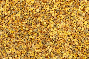 Close up of colorful yellow orange and red bee pollen