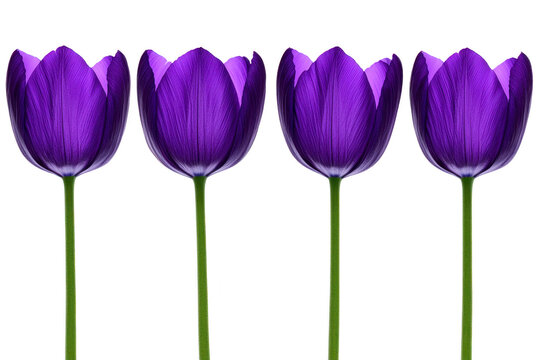 A Four vibrant purple tulips stand in row, showcasing their delicate petals and long green stems against plain background. flowers exude elegance and simplicity