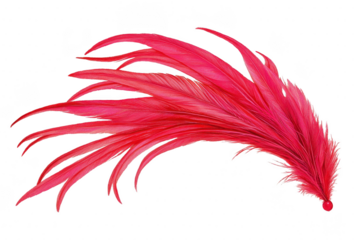 A vibrant red feather with delicate, flowing strands creates sense of elegance and movement, perfect for artistic and decorative purposes