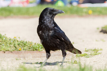 Fototapeta premium Corneille noire (Corvus corone) 