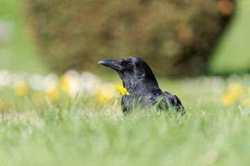 Corneille noire (Corvus corone) 