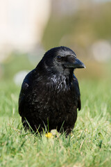 Corneille noire (Corvus corone) 