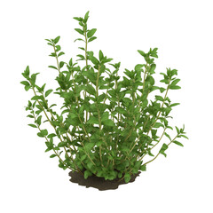 3D Thyme Herb Plant with Tiny Green Leaves Isolated on Transparent Background