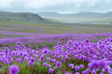 Purple Flower Landscape Featuring Rolling Countryside Fields, Blue Skies, and Blooming Spring Flora in a Panoramic View