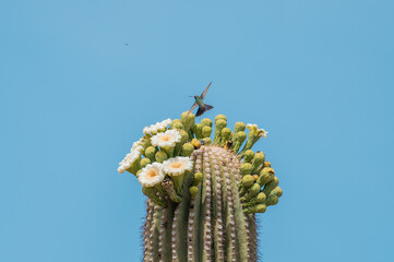 colibri Saguaro Cactus Flower