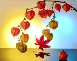 Physalis peruviana and maple leaf still life