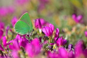 Callophrys paulae 1359