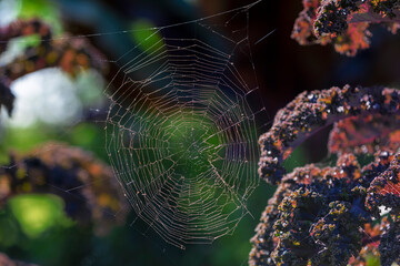 spider web