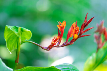 Canna flower 