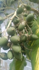 Little green coconuts on palm