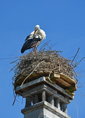 Stochennester, Storchenkolonie, Uznach SG