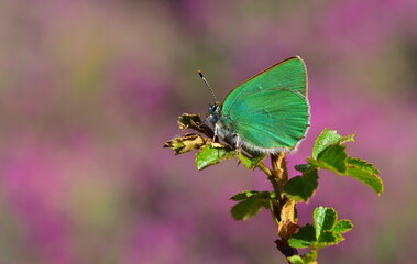 Callophrys paulae 1360